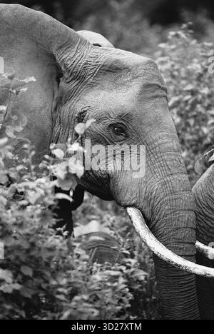 Dieses beeindruckende Bild, das inmitten der üppigen Vegetation des Lake Manyara National Park in Tansania aufgenommen wurde, zeigt eine Nahaufnahme eines afrikanischen Elefanten. Das reife Tier, teilweise von dichtem Laub verdeckt, bietet einen fesselnden Einblick in die vielfältige Tierwelt dieses berühmten Naturschutzgebietes, das für seine vielfältigen Lebensräume und die üppige Vogelwelt bekannt ist. Stockfoto