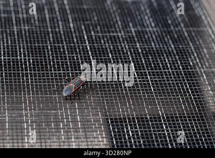 Schwarz-roter Boxeltier-Bug, Boisea trivittata, ruht draußen auf einem Fensterschirm und sucht nach einer Möglichkeit, das Haus zu betreten, um in den Winterschlaf zu gehen Stockfoto