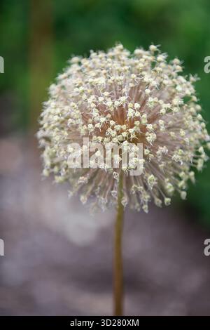 Ein runder allium-Blumenkopf zeigt unzählige kleine Blüten in einem üppig grünen Garten. Die komplizierten Cluster erzeugen eine weiche, schöne Szene in frühen Sp Stockfoto