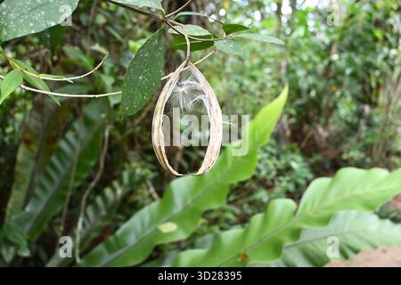 Ein Blick auf die Samenkapsel einer geöffneten Korallenwirbelpflanze und die Samen, die bereit sind, vom Wind verteilt zu werden Stockfoto