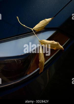 Herbstblatt auf einem Auto Stockfoto