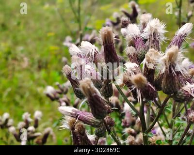 Kriechdistel. Blumenköpfe mit weißen, flauschigen Filamenten. Stockfoto