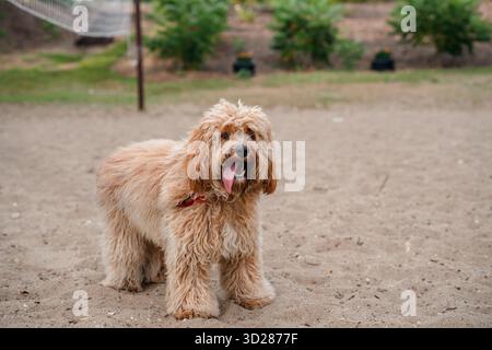 Ein Nahporträt eines charmanten, lockigen braunen Hundes der Rasse Labradoodle oder Cavapoo im Freien auf dem Sand. Stockfoto