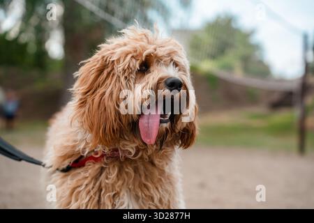 Ein Nahporträt eines charmanten, lockigen braunen Hundes der Rasse Labradoodle oder Cavapoo im Freien auf dem Sand. Stockfoto