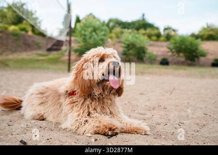 Ein Nahporträt eines charmanten, lockigen braunen Hundes der Rasse Labradoodle oder Cavapoo im Freien auf dem Sand. Stockfoto