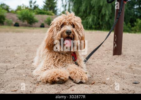 Ein Nahporträt eines charmanten, lockigen braunen Hundes der Rasse Labradoodle oder Cavapoo im Freien auf dem Sand. Stockfoto