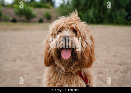 Ein Nahporträt eines charmanten, lockigen braunen Hundes der Rasse Labradoodle oder Cavapoo im Freien auf dem Sand. Stockfoto