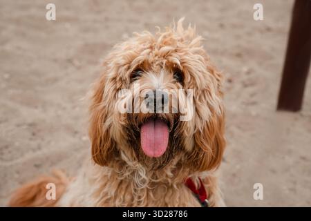 Ein Nahporträt eines charmanten, lockigen braunen Hundes der Rasse Labradoodle oder Cavapoo im Freien auf dem Sand. Stockfoto