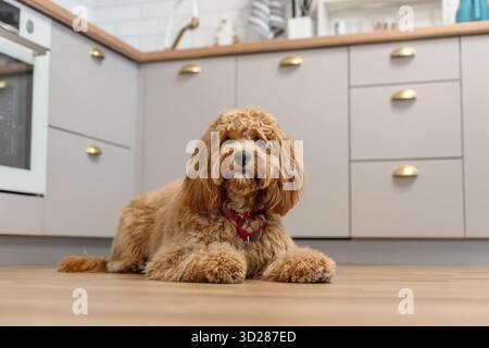 Charmante lockige braune Labradoodle oder Goldendoodle Hund in der Küche zu Hause Stockfoto