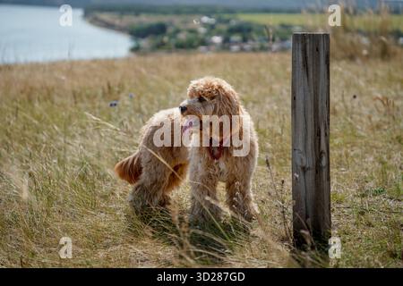 Der bezaubernde, lockige braune Hund der Rasse Labradoodle oder Kawapu spaziert auf einem Hügel in den Bergen Stockfoto
