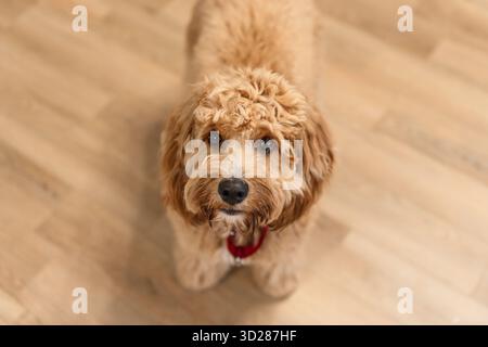 Draufsicht Close Porträt Eines braunen Labradoodle- oder Goldendoodle-Hundes, der auf dem Holzboden eines Hauses sitzt Stockfoto