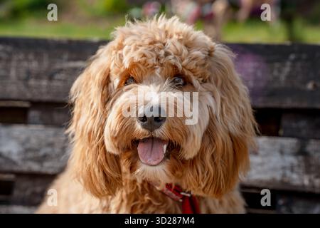 Ein Nahporträt eines charmanten, lockigen braunen Hundes der Rasse Labradoodle oder Cavapoo Outdoor. Die Rasse des Hundes ist eine Kreuzung zwischen einem Pudel. Stockfoto