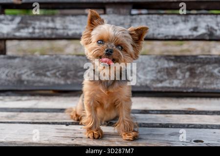 Yorkshire Terrier sitzt im Sommer auf einer Sitzbank im Freien Stockfoto