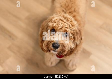 Draufsicht Close Porträt Eines braunen Labradoodle- oder Goldendoodle-Hundes, der auf dem Holzboden eines Hauses sitzt Stockfoto