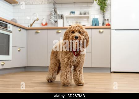 Charmante lockige braune Labradoodle oder Goldendoodle Hund in der Küche zu Hause Stockfoto