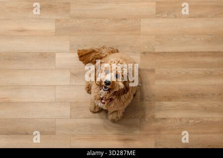 Draufsicht Close Porträt Eines braunen Labradoodle- oder Goldendoodle-Hundes, der auf dem Holzboden eines Hauses sitzt Stockfoto