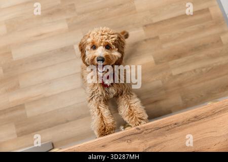 Ein brauner, lockiger Labradoodle- oder Goldendoodle-Hund bettelt eifrig um Nahrung, steht auf seinen Hinterbeinen in einer Küche Stockfoto