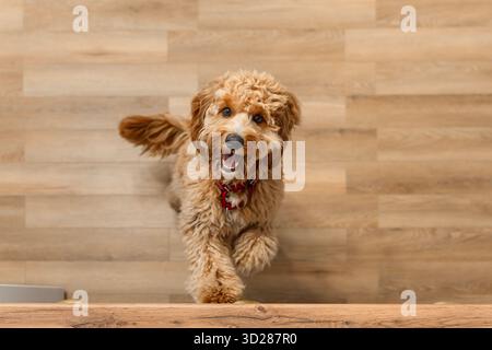 Ein brauner, lockiger Labradoodle- oder Goldendoodle-Hund bettelt eifrig um Nahrung, steht auf seinen Hinterbeinen in einer Küche Stockfoto