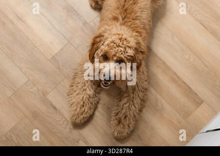 Draufsicht Close Porträt Eines braunen Labradoodle- oder Goldendoodle-Hundes, der auf dem Holzboden eines Hauses sitzt Stockfoto