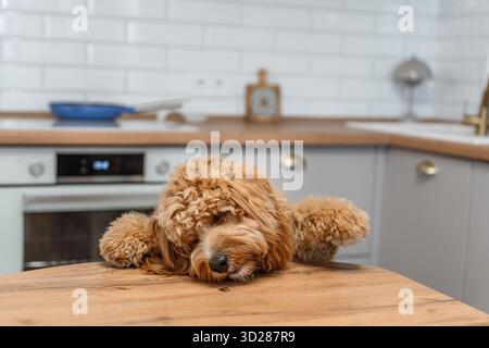 Ein brauner, lockiger Labradoodle- oder Goldendoodle-Hund bettelt eifrig um Nahrung, steht auf seinen Hinterbeinen in einer Küche Stockfoto