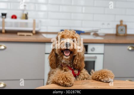 Ein brauner, lockiger Labradoodle- oder Goldendoodle-Hund bettelt eifrig um Nahrung, steht auf seinen Hinterbeinen in einer Küche Stockfoto
