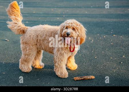 Ein Nahporträt eines charmanten, lockigen braunen Hundes der Rasse Labradoodle oder Cavapoo Outdoor. Die Rasse des Hundes ist eine Kreuzung zwischen einem Pudel. Stockfoto