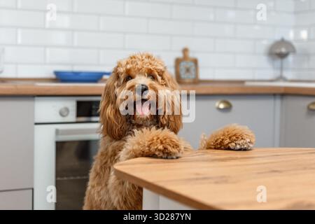 Ein brauner, lockiger Labradoodle- oder Goldendoodle-Hund bettelt eifrig um Nahrung, steht auf seinen Hinterbeinen in einer Küche Stockfoto