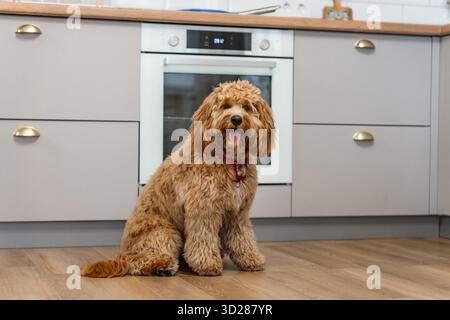 Charmante lockige braune Labradoodle oder Goldendoodle Hund in der Küche zu Hause Stockfoto