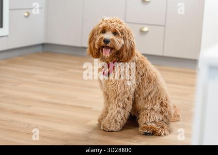 Charmante lockige braune Labradoodle oder Goldendoodle Hund in der Küche zu Hause Stockfoto