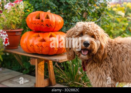 Lockiges braunes Hundegoldendoodle im Hof, dekoriert für Halloween Stockfoto
