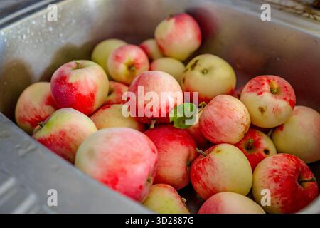 Die Äpfel sind im Waschbecken, um sie zu waschen. Stockfoto