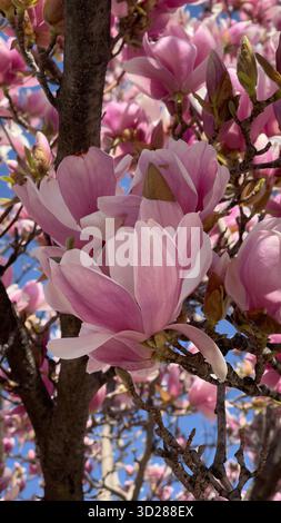 Magnolienblüten, rosa und lila Magnolienbaum im Frühjahr, Nahaufnahme der Magnolienblüte in Griechenland. Stockfoto