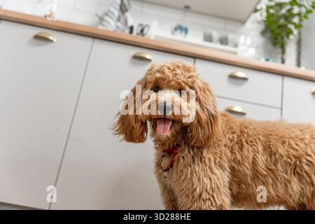 Porträt eines charmanten, lockigen braunen Labradoodle- oder Goldendoodle-Hundes in der Küche zu Hause Stockfoto
