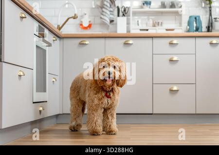 Charmante lockige braune Labradoodle oder Goldendoodle Hund in der Küche zu Hause Stockfoto