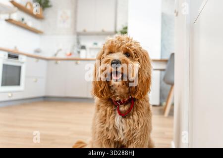 Porträt eines charmanten, lockigen braunen Labradoodle- oder Goldendoodle-Hundes in der Küche zu Hause Stockfoto