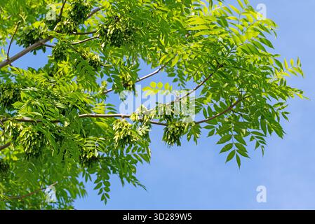 Junge Blätter der gemeinen Asche, Fraxinus excelsior Stockfoto