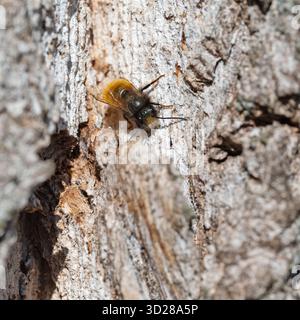 Wilde Biene in Nahaufnahme Stockfoto