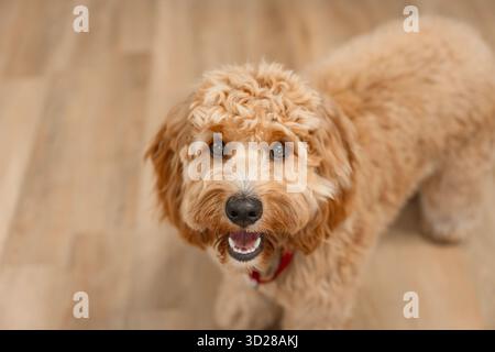 Draufsicht Close Porträt Eines braunen Labradoodle- oder Goldendoodle-Hundes, der auf dem Holzboden eines Hauses sitzt Stockfoto