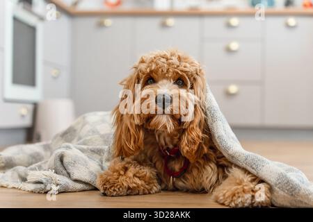 Porträt eines charmanten, lockigen braunen Labradoodle- oder Goldendoodle-Hundes in der Küche zu Hause Stockfoto