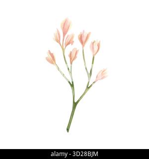 Beige Freesia-Knospe auf dem Ast. Zarte rosa geschwungene Blüte. Botanischer Blumenzweig. Aquarellabbildung isoliert vom Hintergrund. Wildblume für Ihren Stockfoto