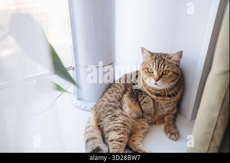 Niedliche braune Katze mit schönen großen Augen liegt zu Hause auf der weißen Fensterbank. Hochwertige Fotos Stockfoto