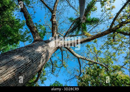 Bäume im zentralen Park von Villavieja, Kolumbien Stockfoto