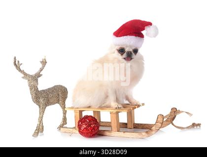 Little Chihuahua vor weißem Hintergrund Stockfoto