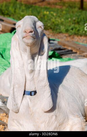 Porträt einer weißen nubischen Ziege mit langen Ohren, Blick in die Kamera. Nahaufnahme des Wildtierkonzepts. Lustiges Gesicht lacht in der Sonne. Vertikales Foto Stockfoto