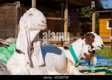 Porträt weißer nubischer Ziegen mit langen Ohren, Blick in die Kamera. Nahaufnahme des Wildtierkonzepts. Lustiges Gesicht lacht in der Sonne. Hochwertige Fotos Stockfoto