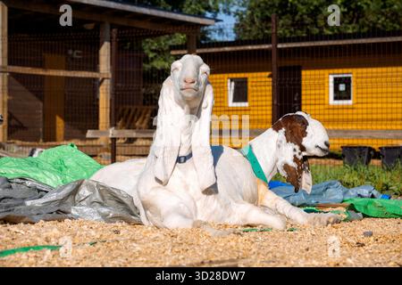 Porträt weißer nubischer Ziegen mit langen Ohren, Blick in die Kamera. Nahaufnahme des Wildtierkonzepts. Lustiges Gesicht lacht in der Sonne. Hochwertige Fotos Stockfoto