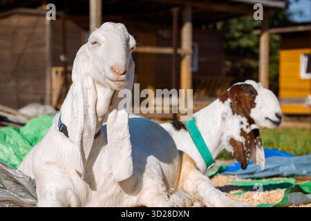 Porträt weißer nubischer Ziegen mit langen Ohren, Blick in die Kamera. Nahaufnahme des Wildtierkonzepts. Lustiges Gesicht lacht in der Sonne. Hochwertige Fotos Stockfoto