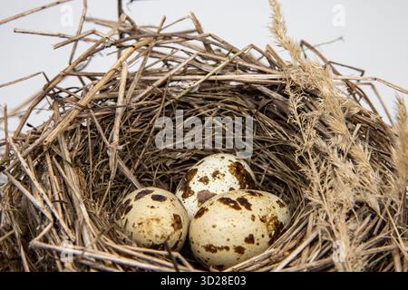 Drei Wachteleier liegen in handgemachtem Vogelnest aus trockenen Zweigen und Stroh Stockfoto