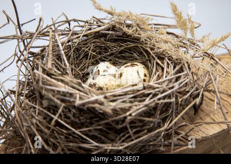 Drei Wachteleier liegen in handgemachtem Vogelnest aus trockenen Zweigen und Stroh Stockfoto