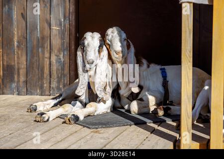 Porträt weißer nubischer Ziegen mit langen Ohren, Blick in die Kamera. Nahaufnahme des Wildtierkonzepts. Lustiges Gesicht lacht in der Sonne. Hochwertige Fotos Stockfoto